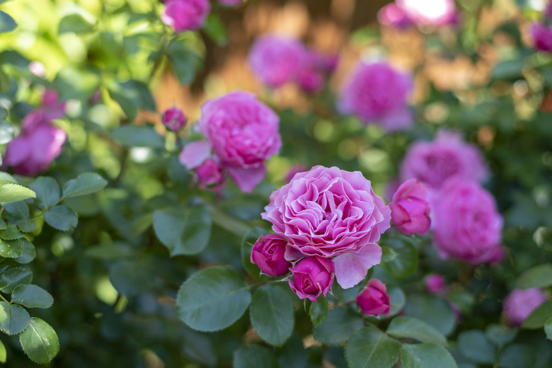 Как заставить розы цвести без конца