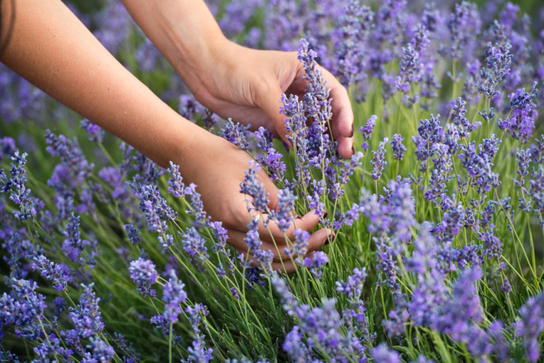 Лаванда на даче — как вырастить