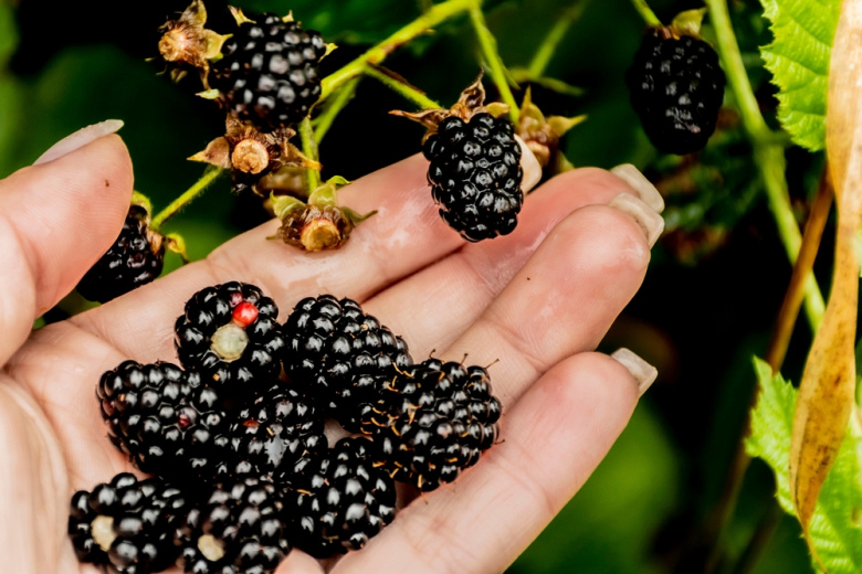 Терапевт назвала незаменимую ягоду, замедляющую старение