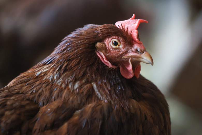 Хирург раскрыл, в каких частях курицы обитают неубиваемые паразиты