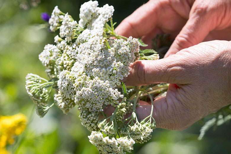 Этот неприхотливый многолетник — настоящая панацея при болезнях ЖКТ!