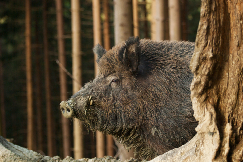 Как легально охотиться на кабана в Приморье: документы, сроки и советы