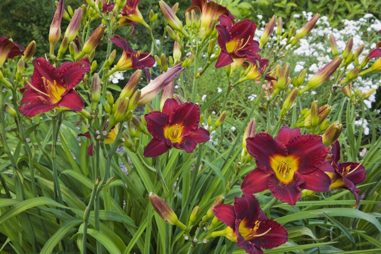 Многолетник для ленивых: пышно цветет без хлопот — соседи обзавидуются