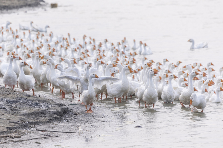 На Финляндию обрушилась лавина из вредоносных гусей