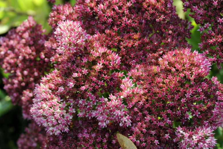 Неприхотливый многолетник преобразит ваш сад: красавец для альпийских горок