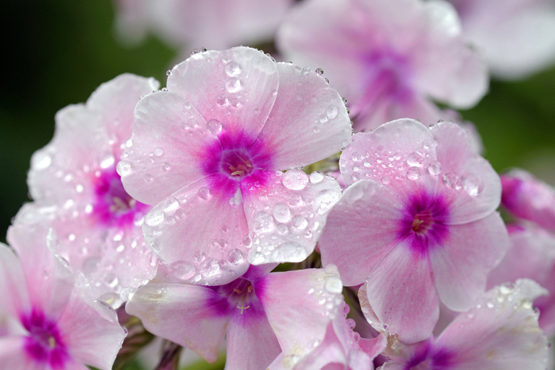 Салют в саду: этот цветок пышно цветет с июня до зимы