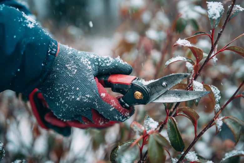 Снег выпал: можно ли обрезать деревья и кустарники в саду зимой?