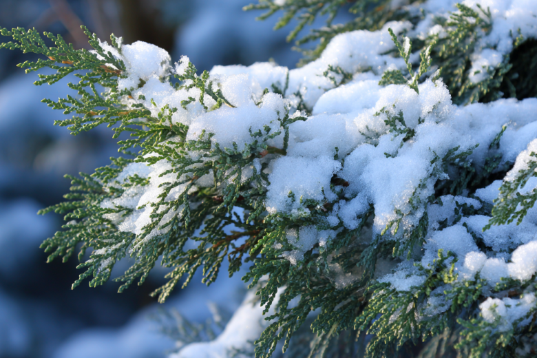 Спасаем хвойные от снега и солнца: простые способы защиты пошагово