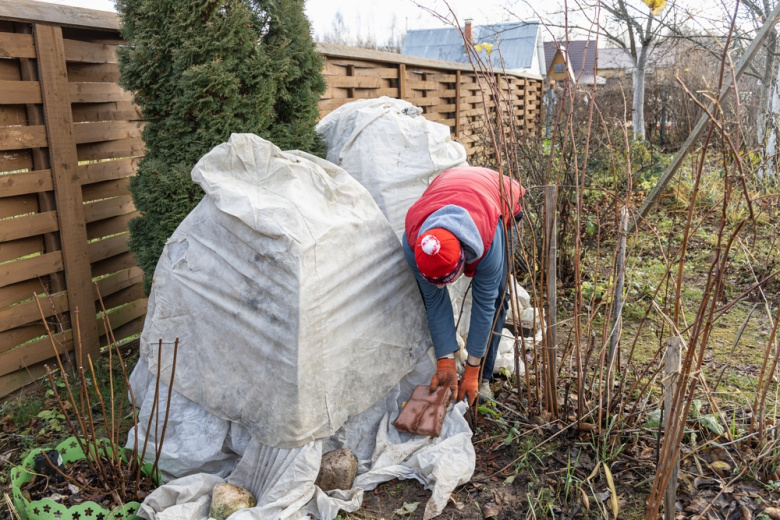 Укрытие растений: топ-советы для Подмосковья, Ленобласти и Урала