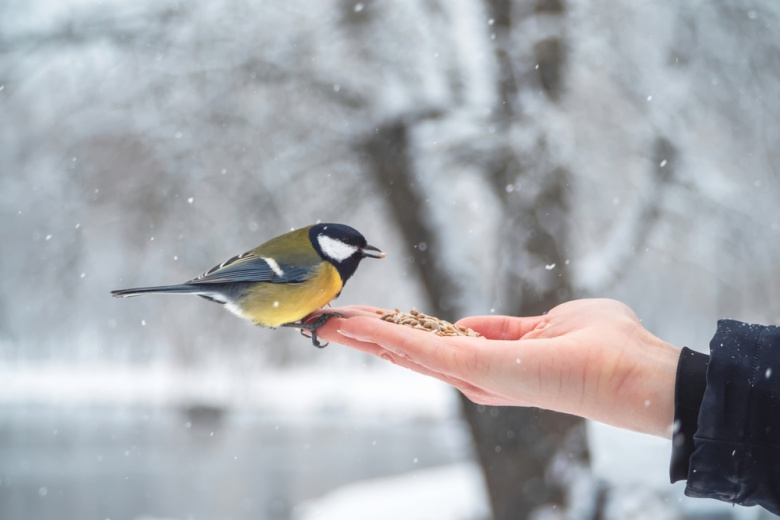 Зимняя подкормка птиц: как, кого и чем кормить безопасно и правильно