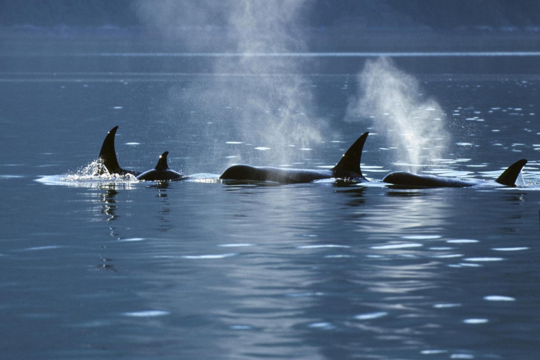 Киты-убийцы атаковали яхту посреди ночи