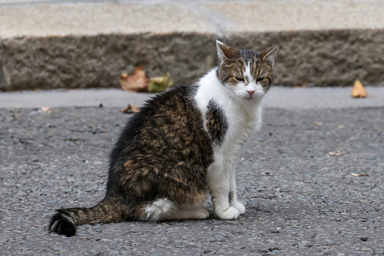 Один из главных символов Британии оказался не рад Зеленскому